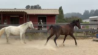 Comparing 2 Tennessee Walking Horses  Gaited Horse Training [upl. by Margherita210]