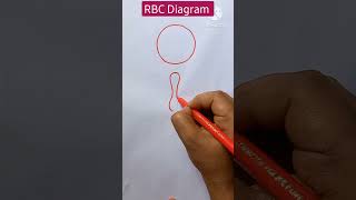 RBC Erythrocyte Easy Diagram shorts youtubeshorts short diagram drawing biology draw [upl. by Enitsyrhc807]