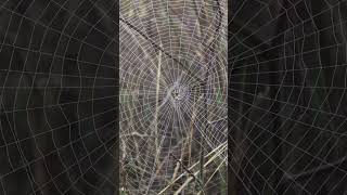 Giant Spiders Web [upl. by Gib]