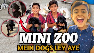 Labrador Female Puppy B Lay Aay 🥰 HQ Pets Vlog  Daily Vlog  Mini Zoo [upl. by Ahtelahs]