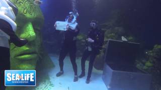 The first underwater proposal underwater at SEA LIFE Manchester [upl. by Nelloc684]