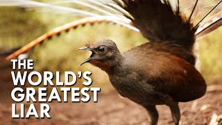 Lyrebird The World’s Greatest Mimic [upl. by Jefferey]