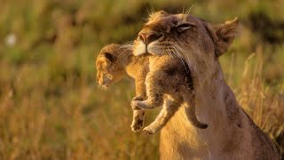 Animals of Africa  HD Documentary  David Attenborough [upl. by Anaerol]