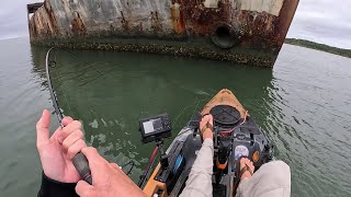 Trophy Fish on Day One Kayak Fishing the Concrete Ships [upl. by Archibald851]