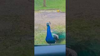 Funny bird funnyshorts funny funnypetschannel funnypetslife parrot pets foryou [upl. by Raf]