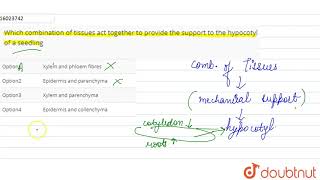 Which combination of tissues act together to provide the support to the hypocotyl of a seedling [upl. by Moshe]