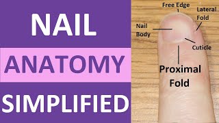 Nail Anatomy and Physiology Structure Lunula Eponychium Hyponychium Free Edge Cuticle [upl. by Anihtyc]