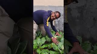 sort farming foodchannel video garden bohurupi viralvideo vlog agriculture viralshorts [upl. by Ebner855]