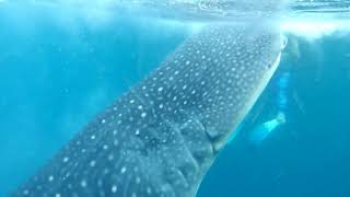 Whaleshark Saleh Bay [upl. by Adnilreh]