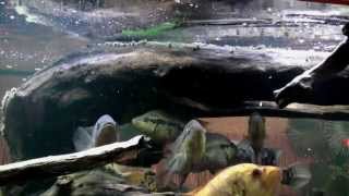 Big cichlids feeding with dried Gammarus  wwwcichlidportalsk [upl. by Woodson]