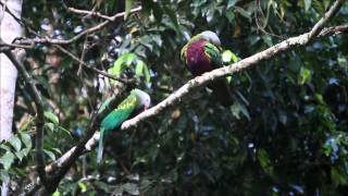 Wompoo Fruit Dove  calling with mate [upl. by Brittni212]