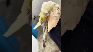 Cockatiel preening its feathers  cockatiel cleaning feathers [upl. by Ribal]