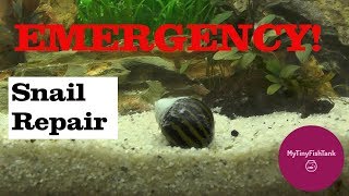 EMERGENCY Snail Shell REPAIR How to repair a snail shellTutorial [upl. by Amalea666]