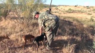 CAZAR CONEJOS CON PERROS PODENCOS EN CIUDAD REAL [upl. by Krenek]