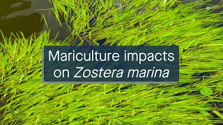 Impact of mariculture on the microbiome of the seagrass Zostera marina [upl. by Greta]