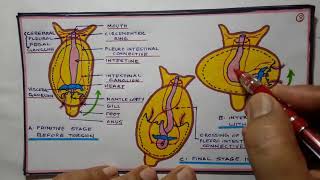 Tortion and detortion in gastropods [upl. by Yblocaj]