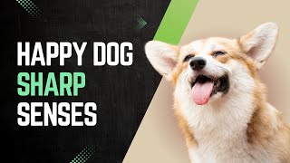 Boost Your Dogs Senses Easy Enrichment Tips for a Happier Pet happydog happydoglife [upl. by Balcke]