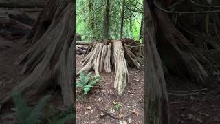 old growth tree stumps nature [upl. by Ycaj]