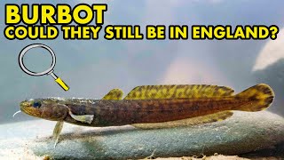 Are There Any Burbot Left in England  UK FISH MYTHS [upl. by Kursh]