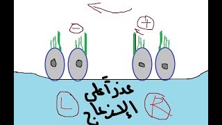 Physiology of Vestibular system  dr Atef  The Balance معجزة التوازن [upl. by Bertsche]