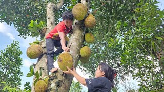 Lets go together to harvest Jackfruit and build a trellis for Bean trees [upl. by Noicpesnoc669]