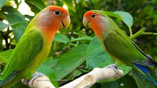 PeachFaced Lovebirds Sounds  RedHeaded Green Opaline amp RedFaced Dark Green [upl. by Marya]