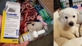 How to Give a Puppy a Liquid Oral Antibiotic [upl. by Neelyhtak]