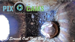 PixCamscom Owl Box 1 Live Stream [upl. by Eldrida104]