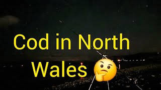 Cod fishing in north wales the start of 2024 winter  seafishing  cod fishing  bait fishing 🎣 [upl. by Arahsit]