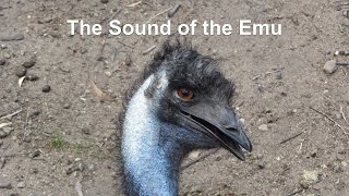 The Sound of the Emu [upl. by Buffo]