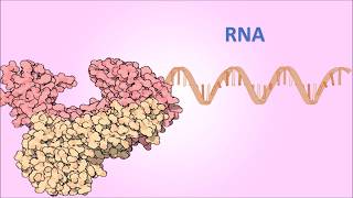 PCR con transcriptasa inversa RTPCR Conceptos Básicos [upl. by Dympha]