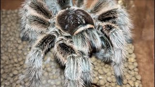 Rose hair tarantula Grammostola rosea feeding black cricket [upl. by Nerek]