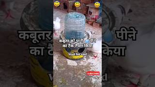 Pigeon Water 💧Purification Tank  shorts pigeon birds tips viralvideo trending kabootar [upl. by Ahtiuqal]