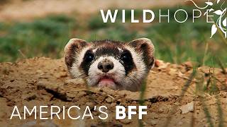 The DecadesLong Fight to Save America’s BlackFooted Ferrets  WILD HOPE [upl. by Halyak218]