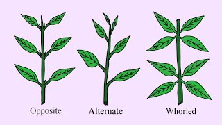 What is Phyllotaxy Types of Leaves based upon arrangement on stem in plants Plant Morphology notes [upl. by Norehs880]