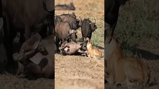 ¡Búfalos vs Leonas bufalos vs leones animalessalvajes [upl. by Laddie]