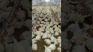 poultry farm broiler chicken murgi farm hen farm kombdi kukda kukra [upl. by Firman523]