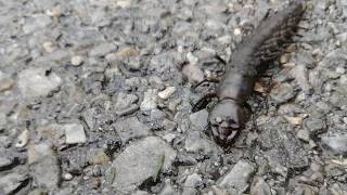 Hellgrammite the Dobsonfly larvae heading off for pupation [upl. by Ormsby]