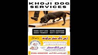 Army Dog Center Sargodha armydogcenter khojidog khojikutte armydogcentre khojidogs [upl. by Lesna349]