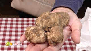 Sua maestà il tartufo protagonista a Sasso Marconi [upl. by Tnomyar]