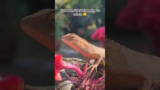 Lizard changing colour 🦎 halloween nature explore lizard shorts [upl. by Mavilia640]