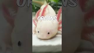 Did you know this about the Axolotl [upl. by Mun]