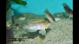 Lamprologus ocellatus Isanga quotGoldquot wild [upl. by Aretse]