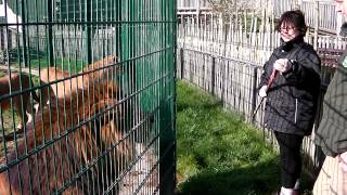 Carolyn feeding lions at Blackpool Zoo [upl. by Nyberg]