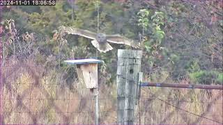 Nov 1 2024 Barred Owl [upl. by Bowden557]