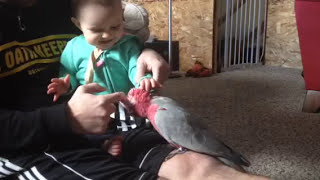 Infant amp Pet Parrot  Positive Interaction [upl. by Abbate]