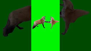 Two fox laughing greenscreen fox [upl. by Namsaj]