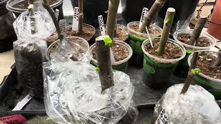 Fig Cutting Rooting Fig Pop Method [upl. by Alice277]