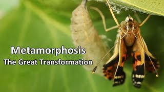 Metamorphosis  The Great Transformation [upl. by Thadeus]