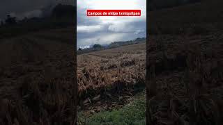 ixmiquilpan suscribeteaestecanal milpa videovlog [upl. by Chien597]